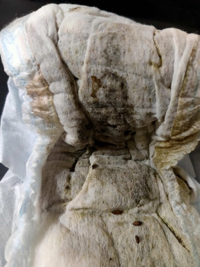 二週間経過た生理分泌物マン臭はアンモニアの香りでトリップしまくり